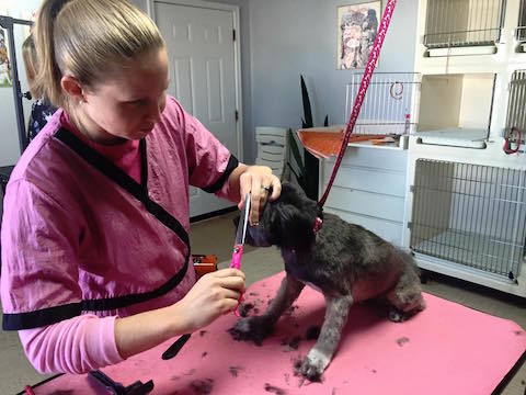 Pet grooming