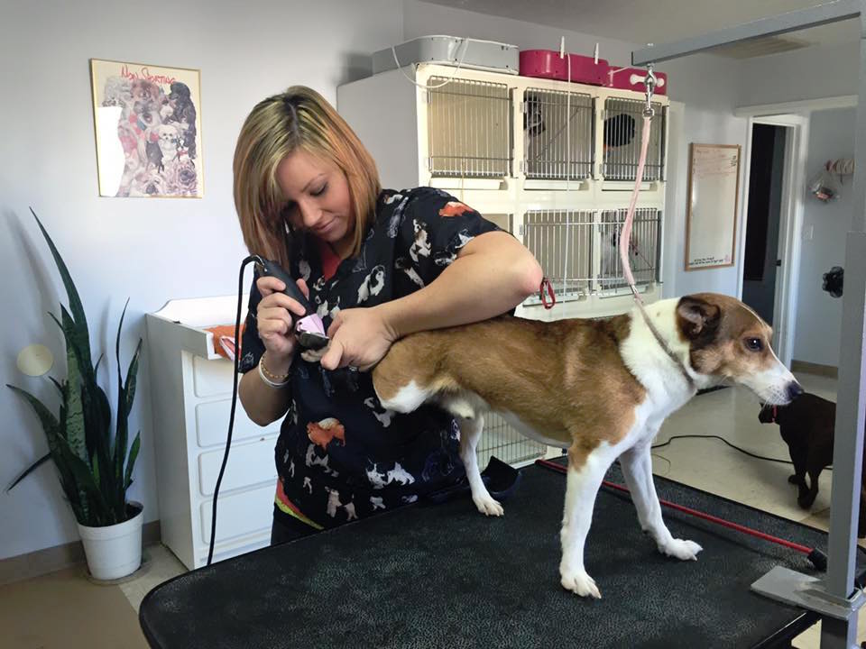 Pet care